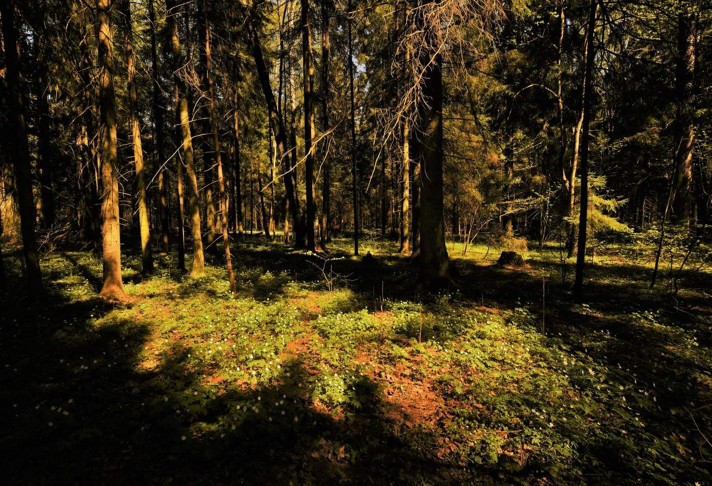 "Полянка в одном заповедном лесочке ..."