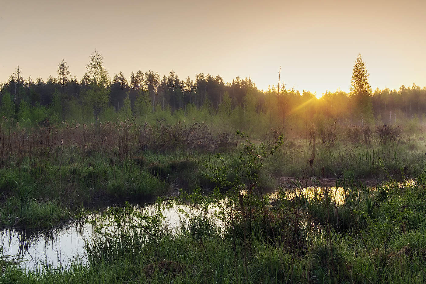 Рассвет на болоте
