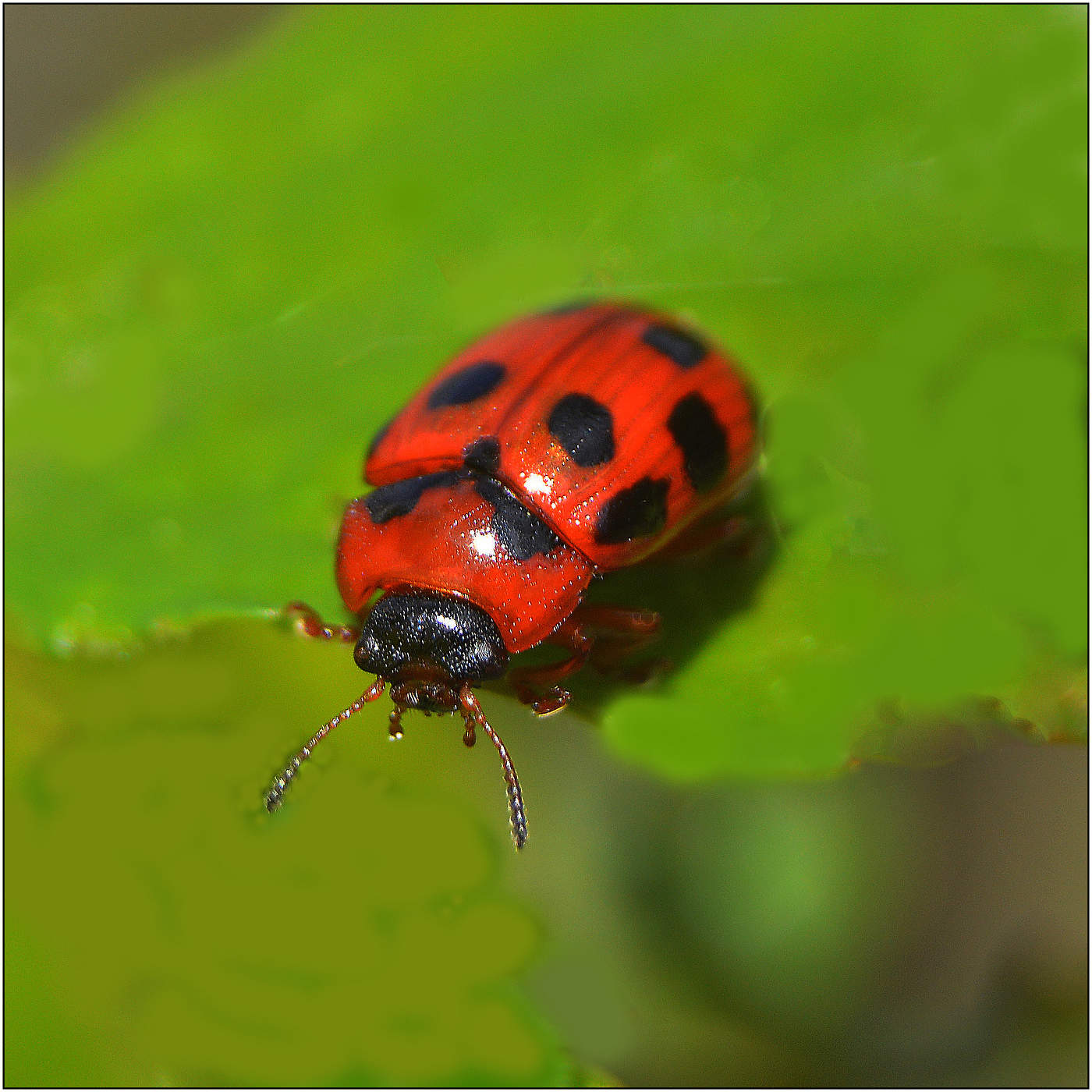 Настроение.