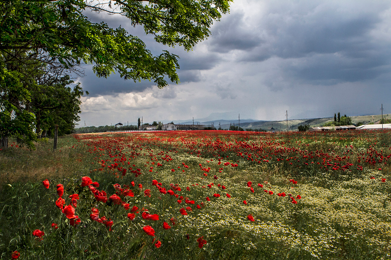 Маки полевые