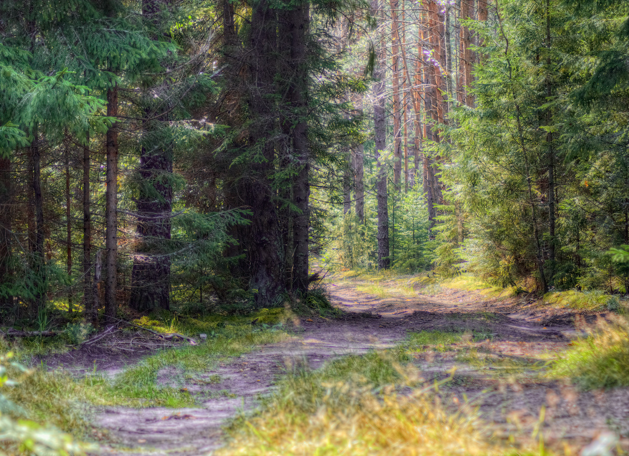 Лето лесное