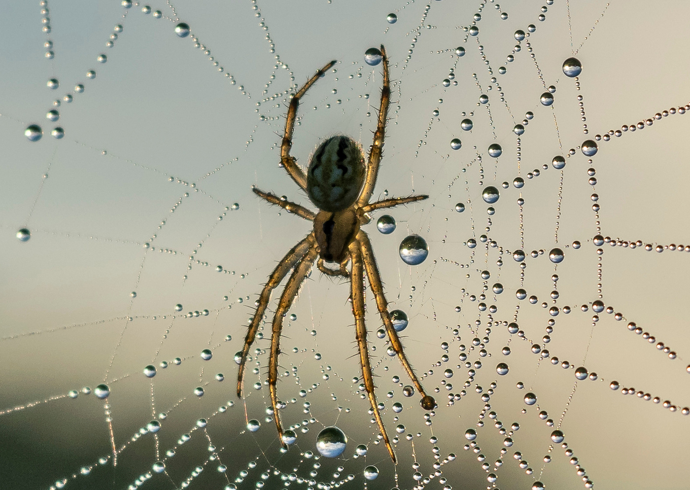 сколько наловил...