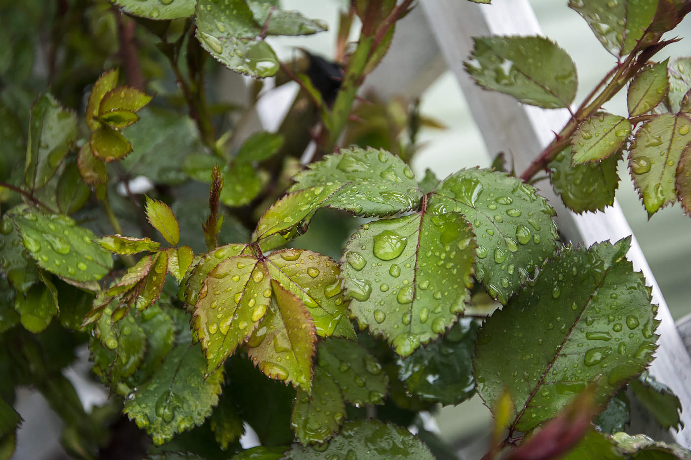 Майский дождь