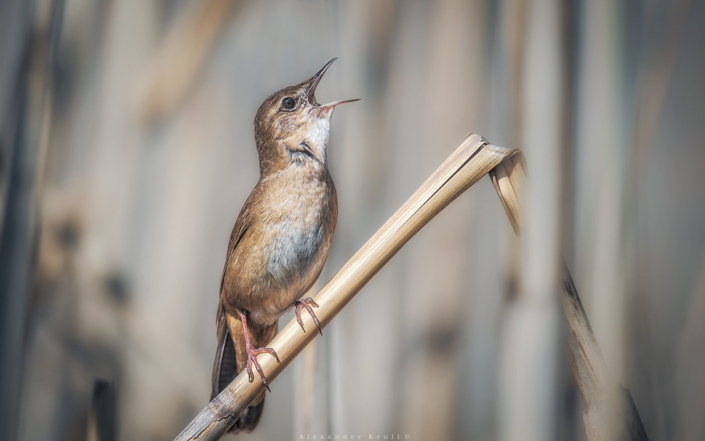 Голосистый