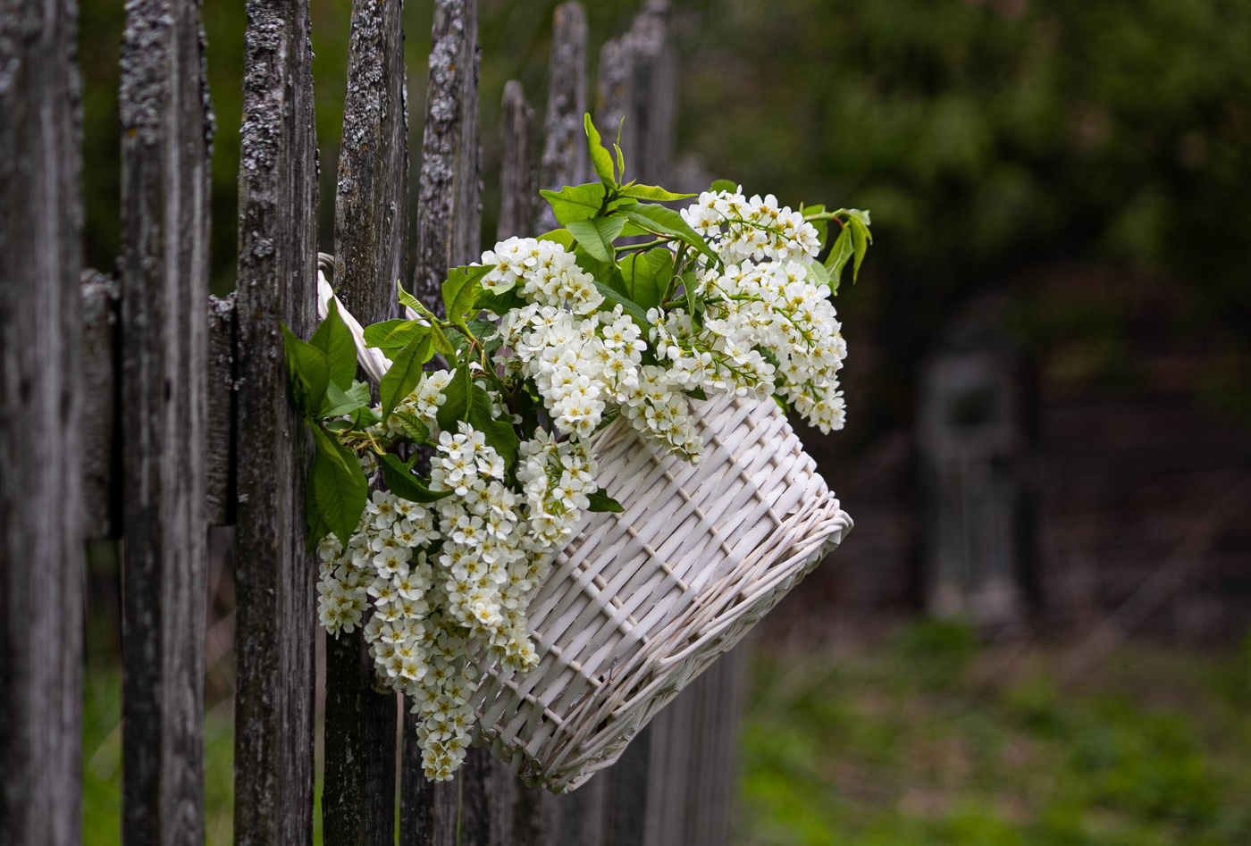 Черемуха душистая