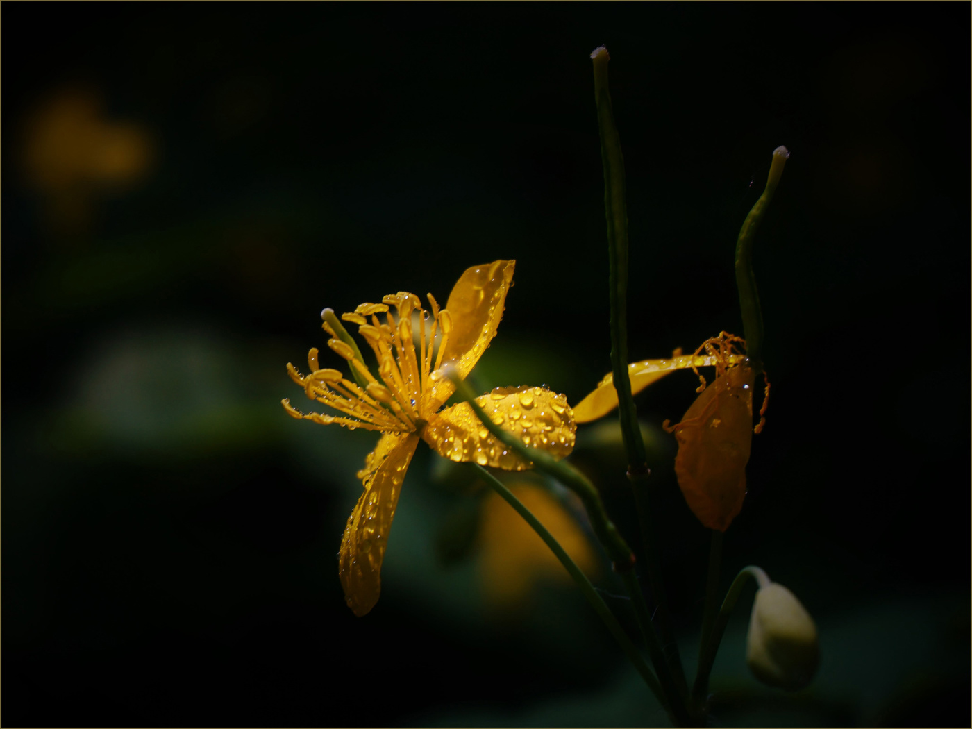 Не роза, скромный чистотел