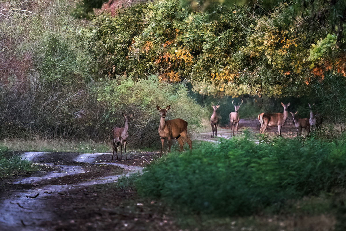 Утро в лесу