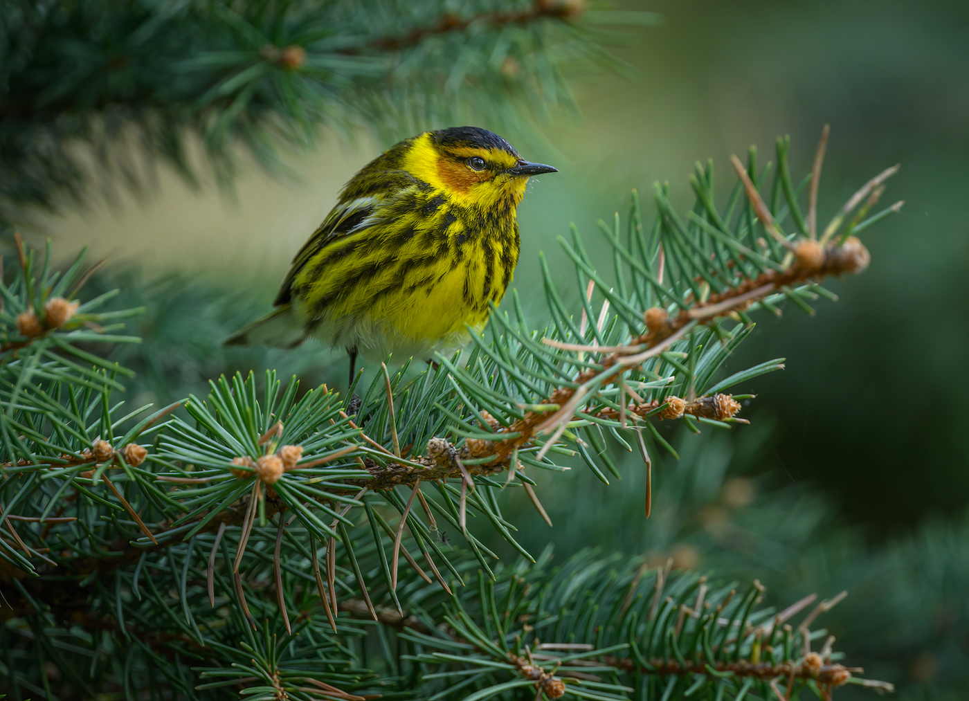 Cape May Warbler