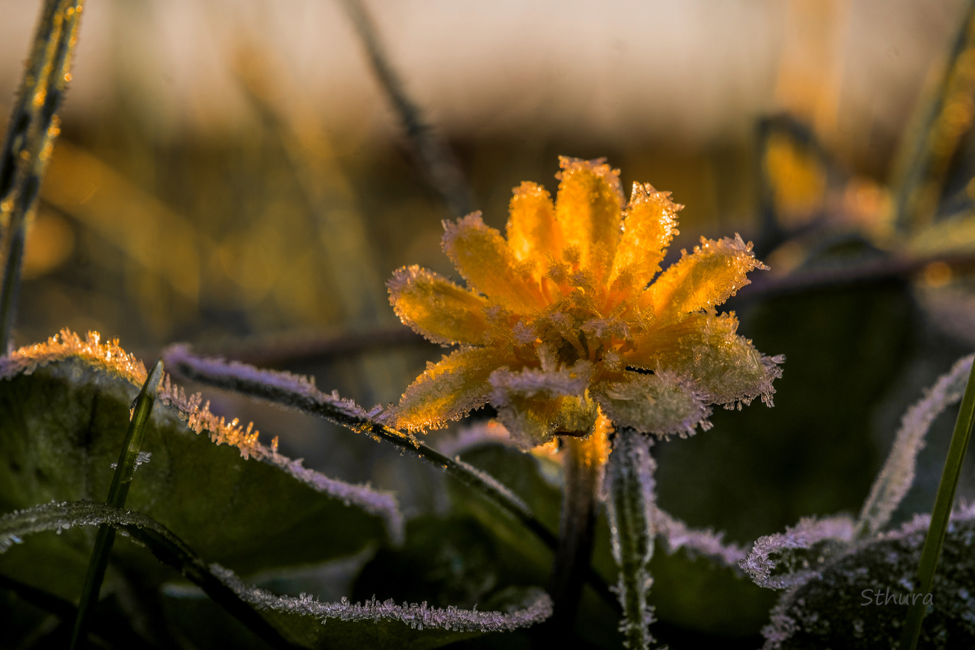 Все цветы замёрзли на лугу.