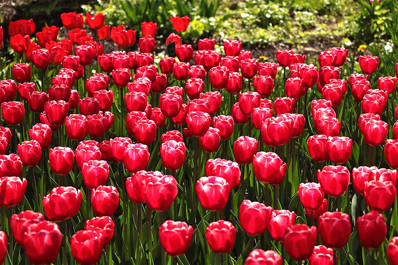 С днём Победы!