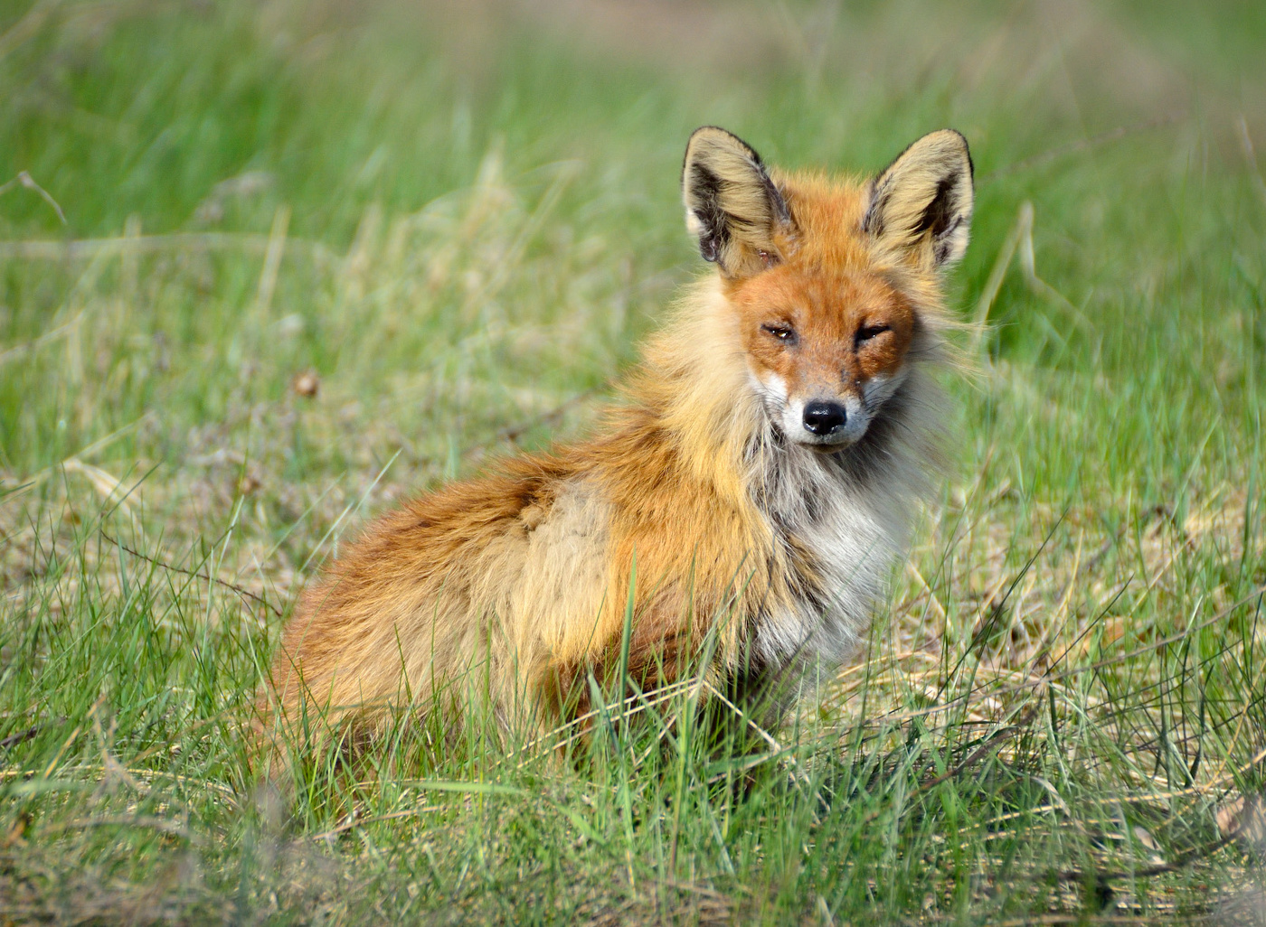 Щучинская лисичка