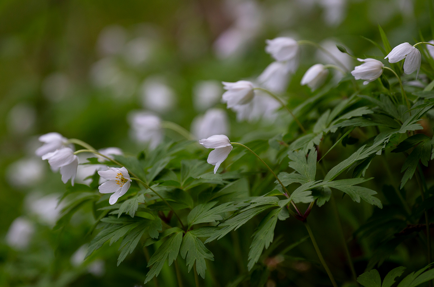 Памяти героев недоживших до Победы
