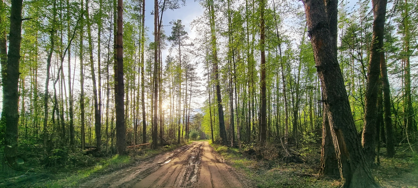 В весеннем лесу...