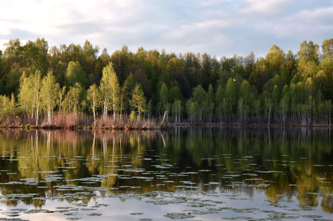 Нежность майской зелени
