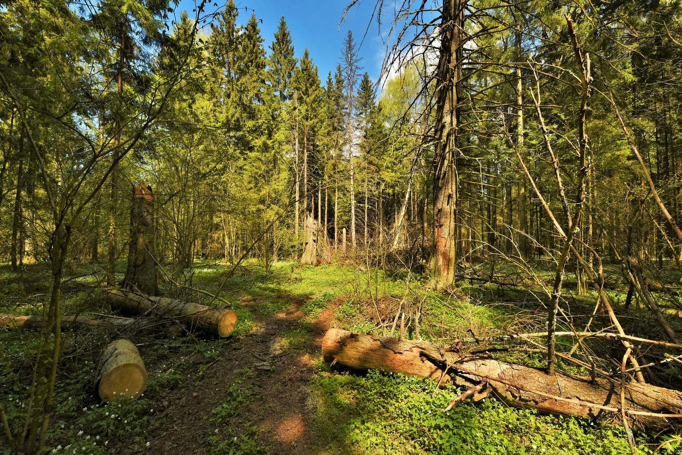 Майским днем в лесу ...