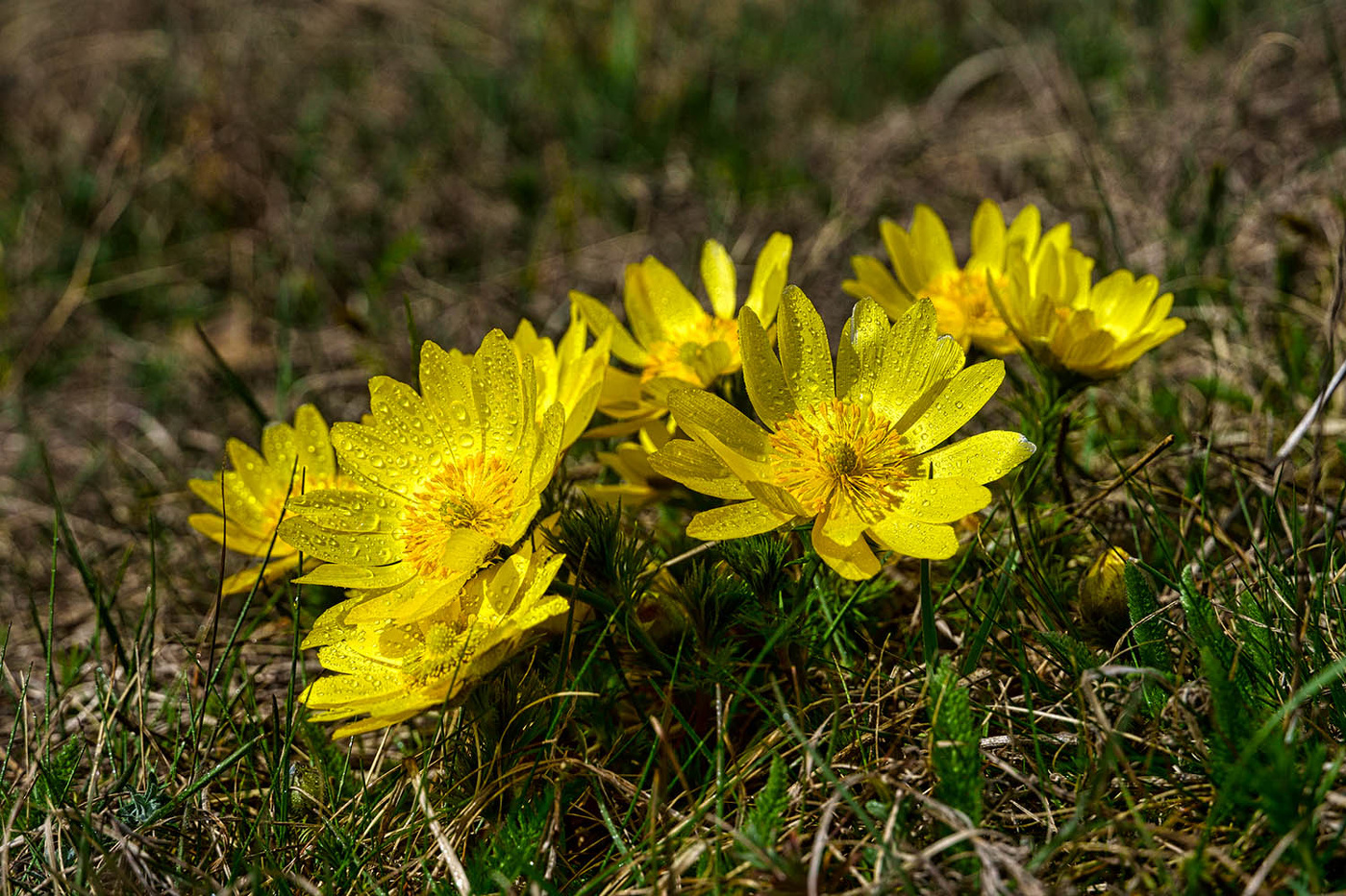 Адонис весенний