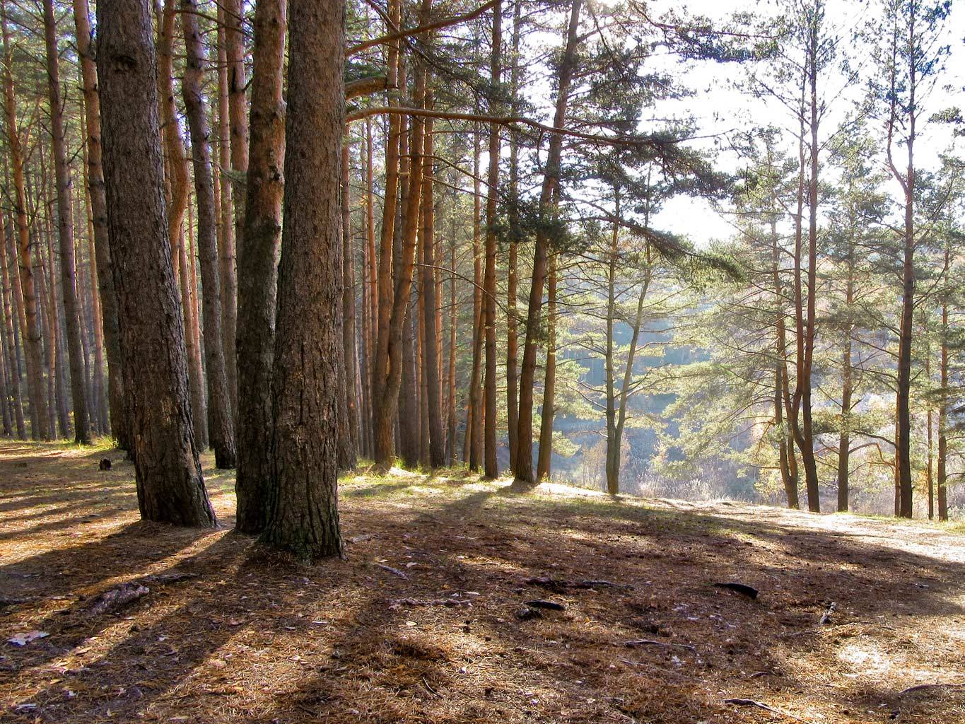 Красный лес