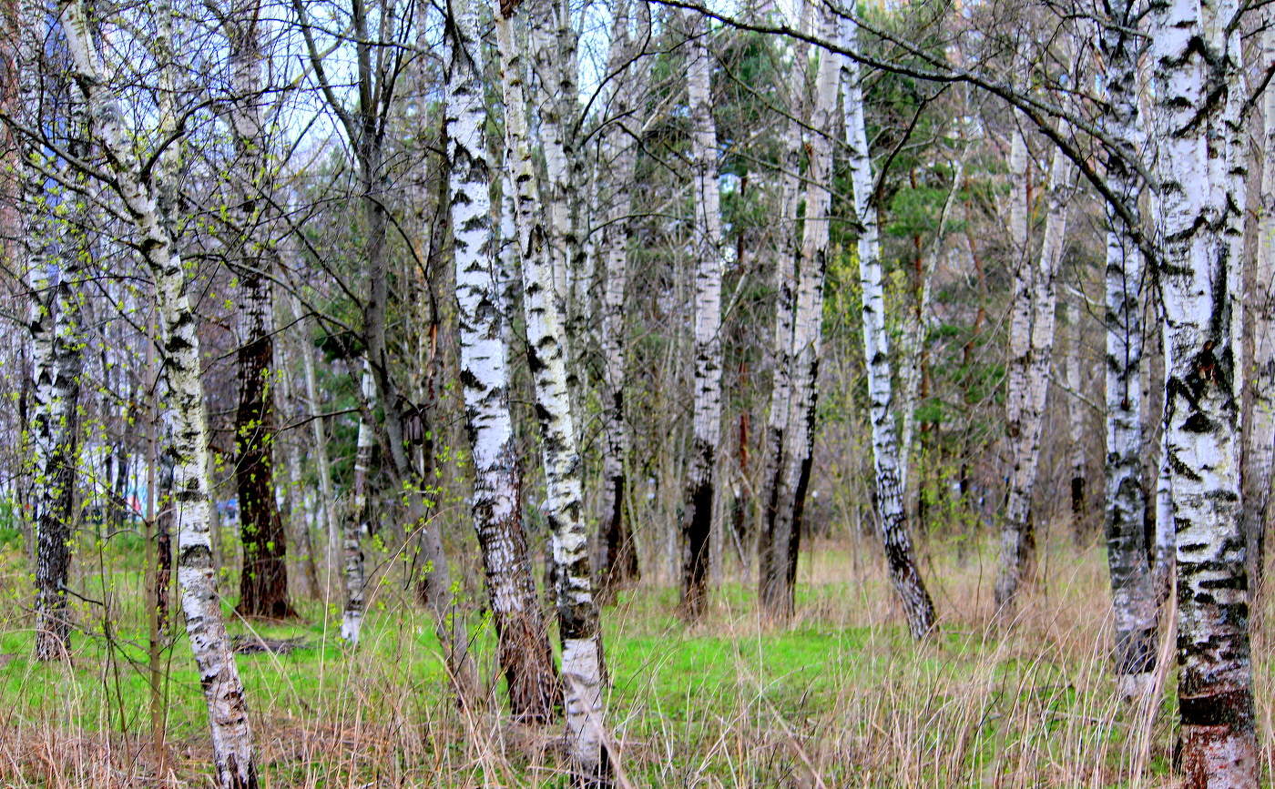 Березовая рощица!