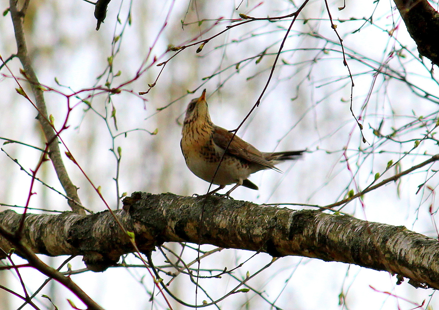 Весенняя песнь!