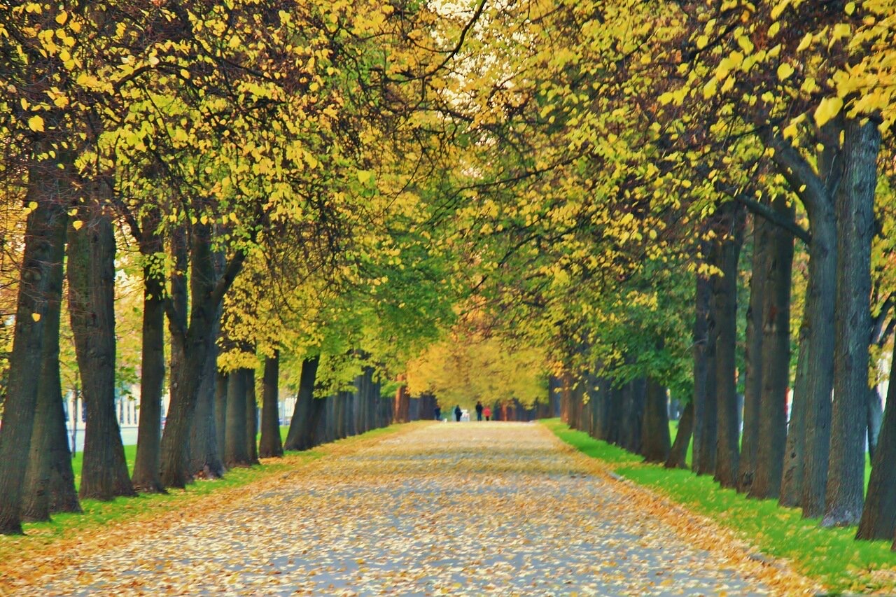 Осенняя аллея