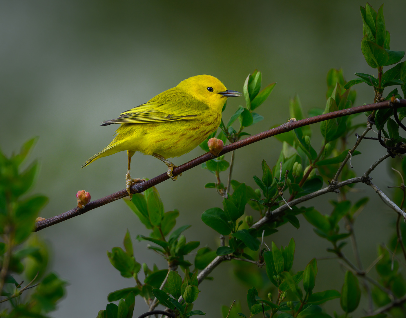 American yellow warbler