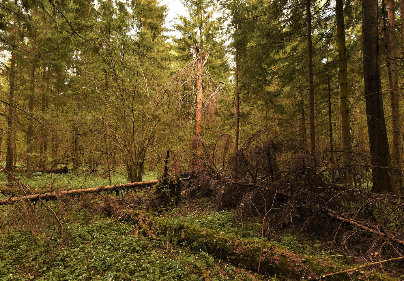 Майский лес пасмурным днем ...