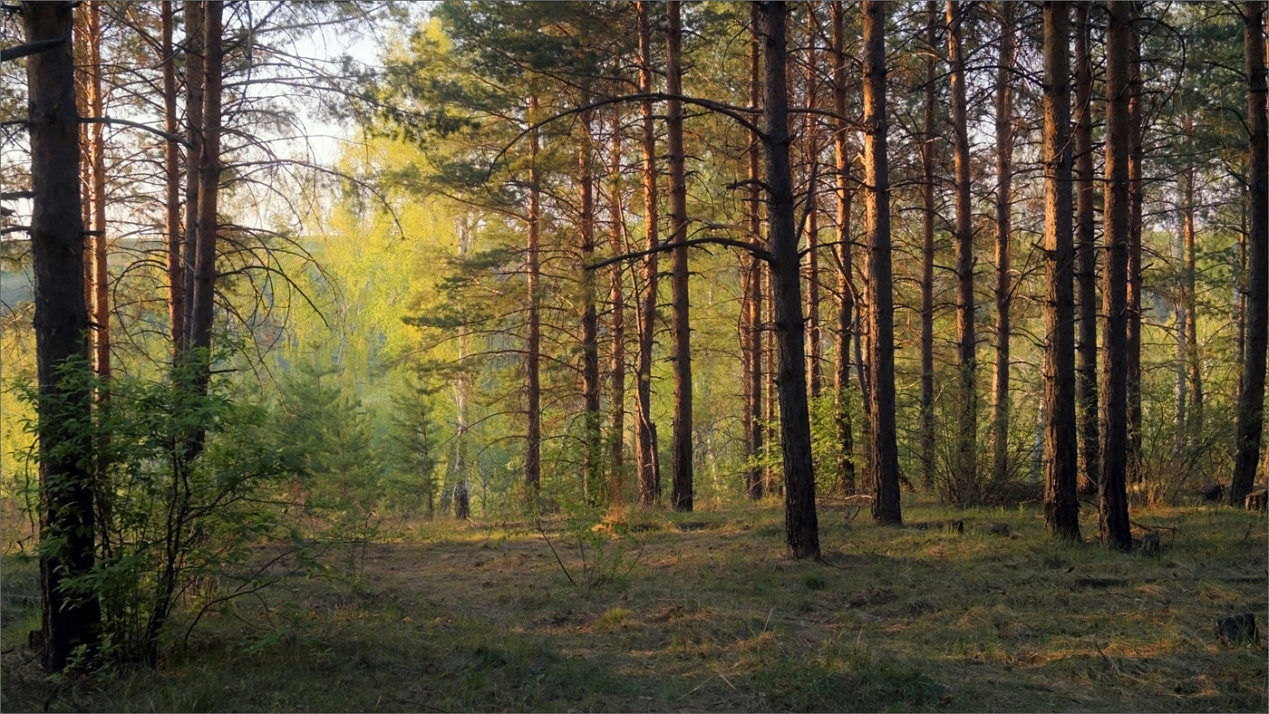 Майский лес