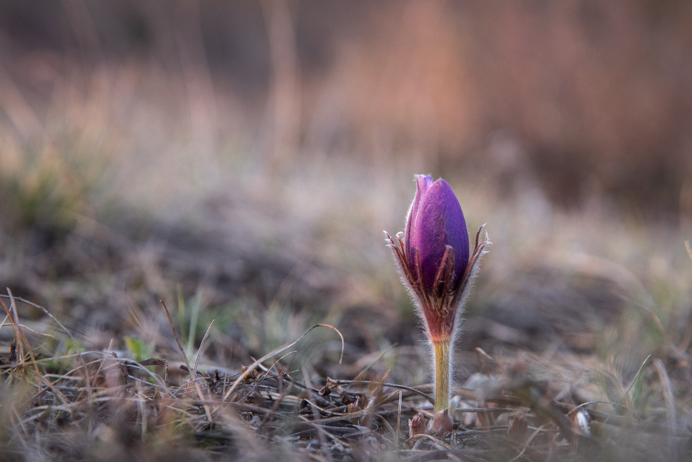 Пробуждение