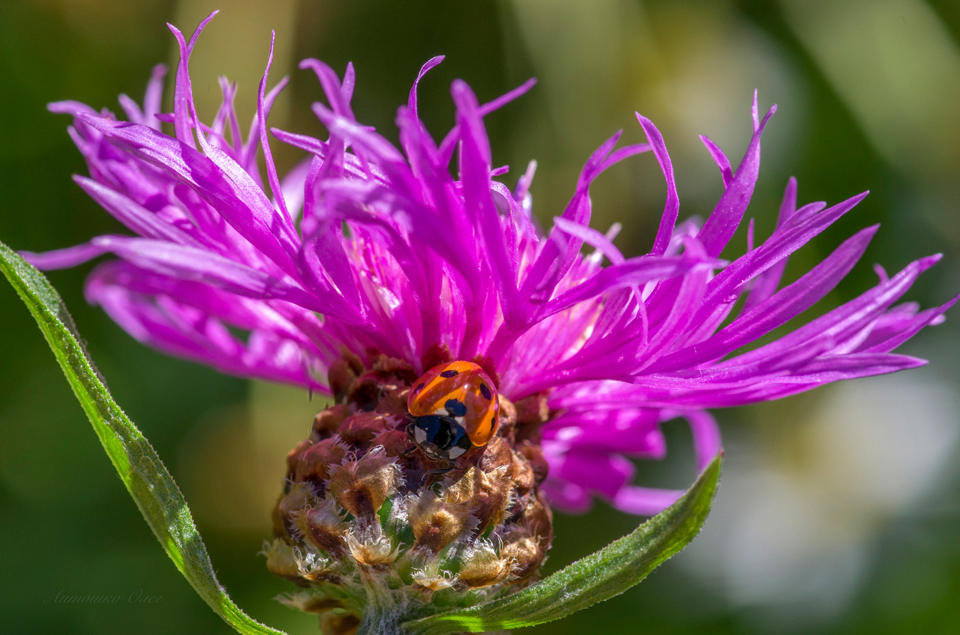 Спряталась.