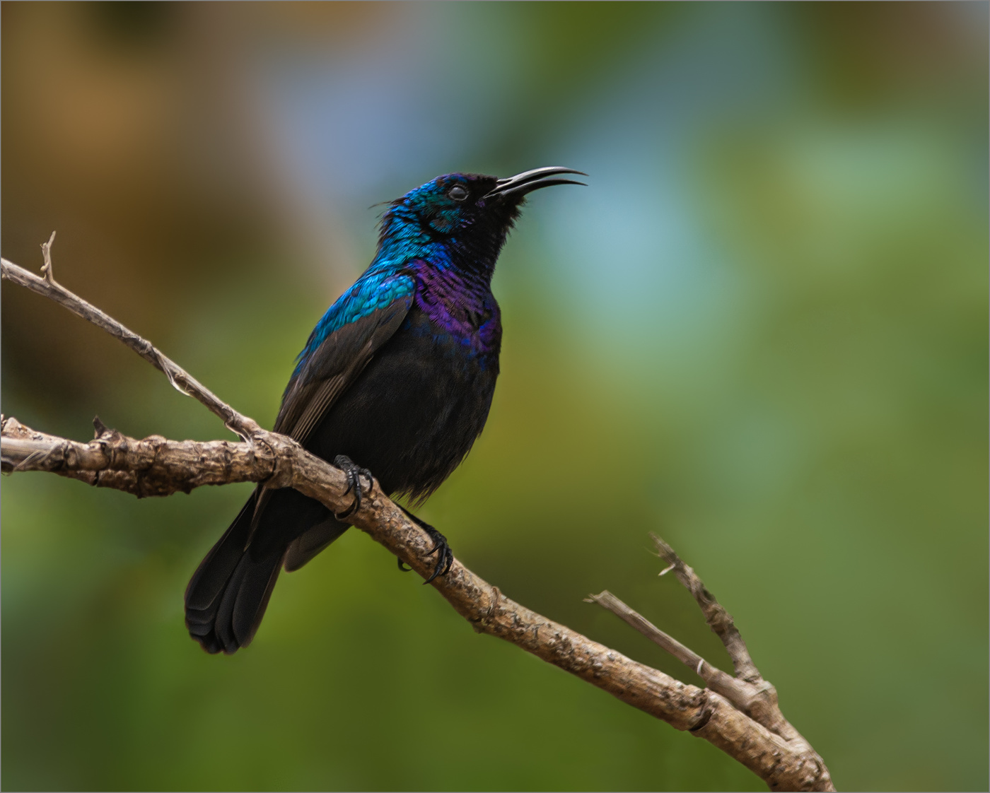 Палестинская нектарница