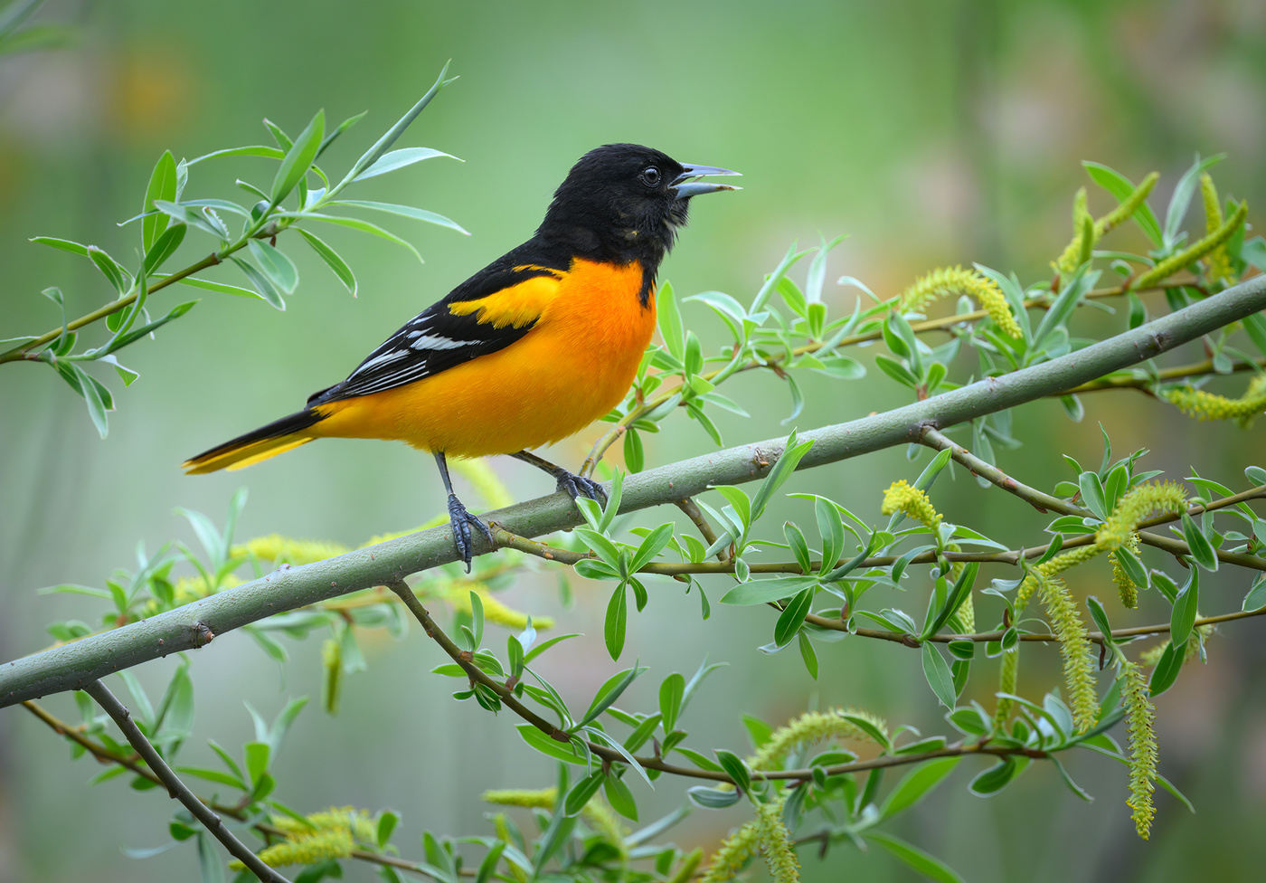 Baltimore Oriole (m)