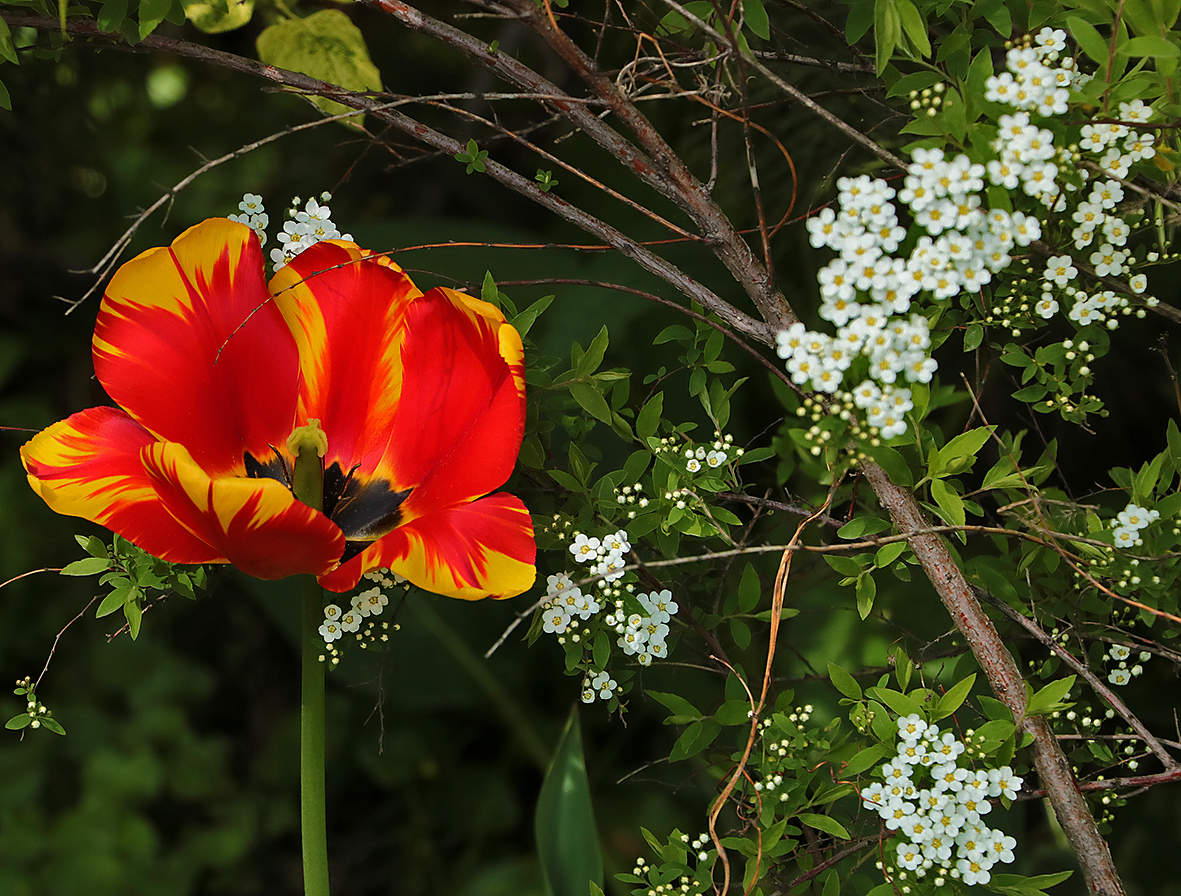 Красное и белое