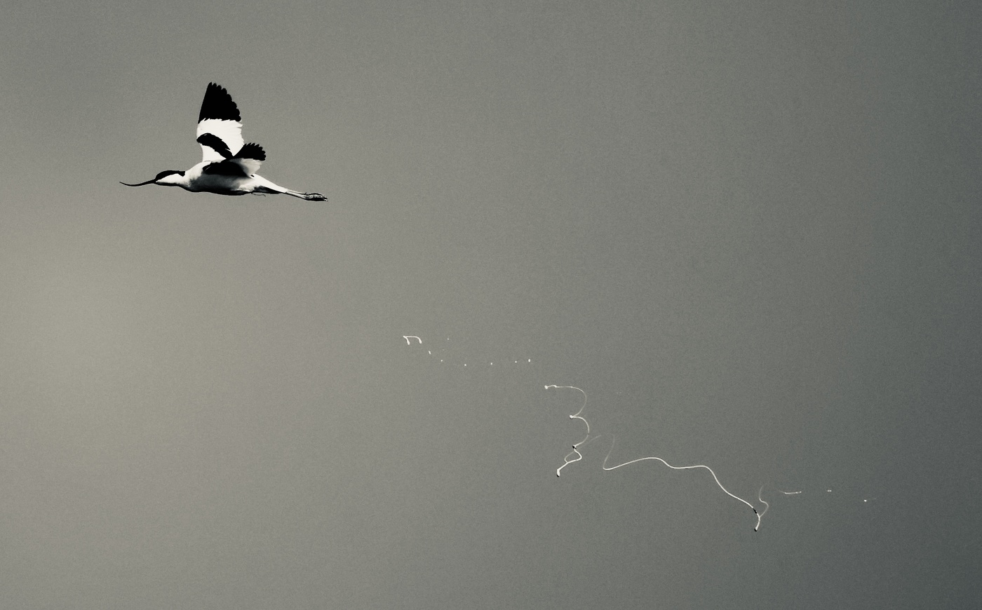 «Искренне ваш, шилоклювка»