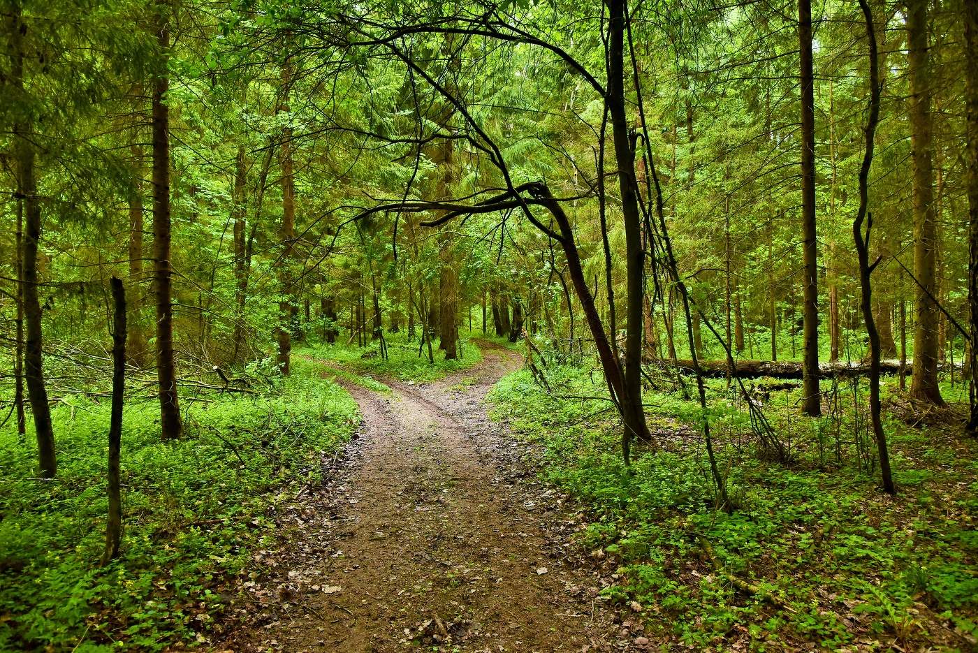 Прогулка по лесу дождливым майским днем ...