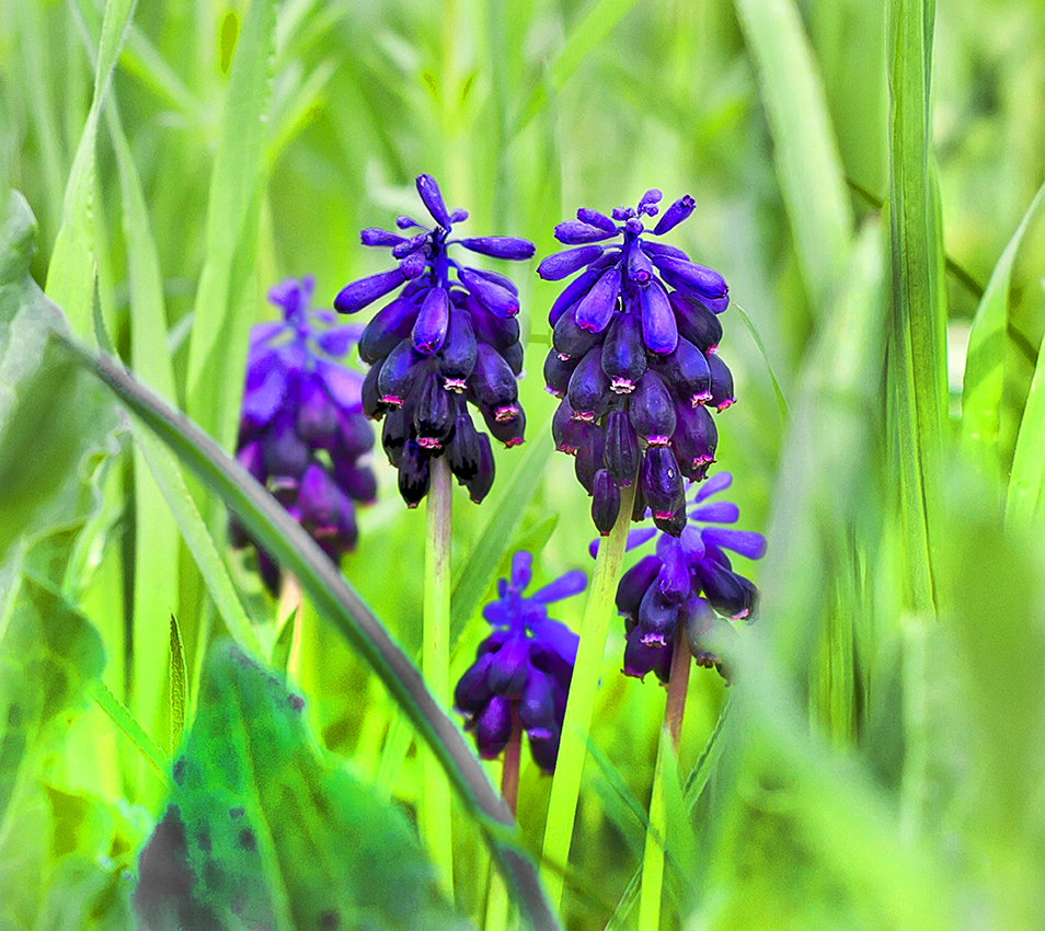 Сидел в траве цветочек