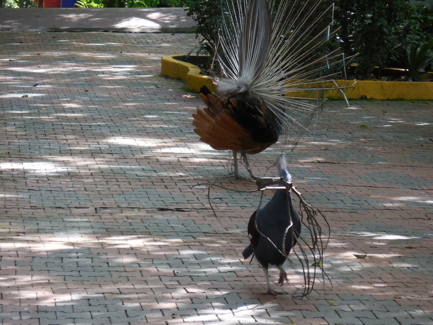 Опять дворник загулял
