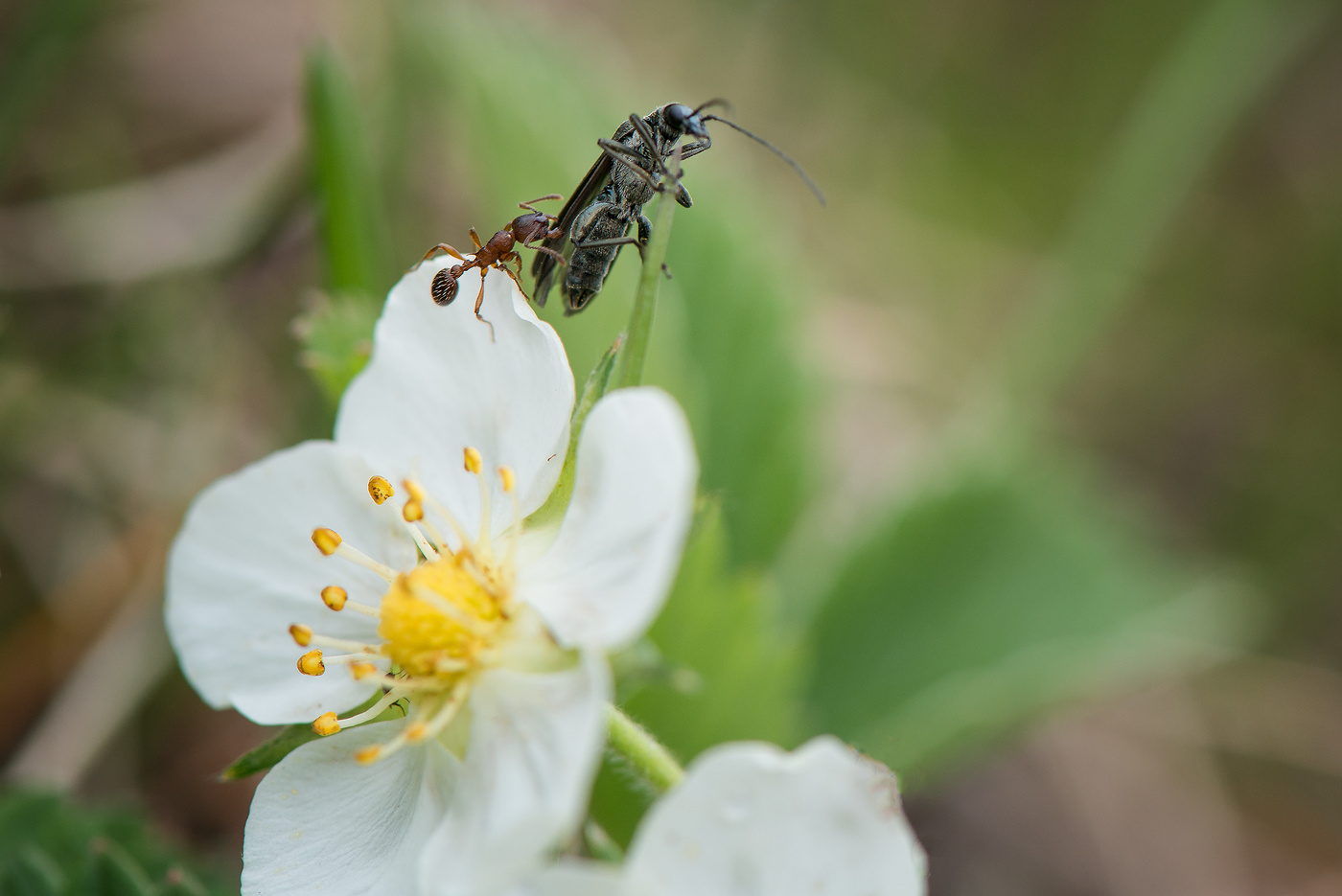 Не улетай...