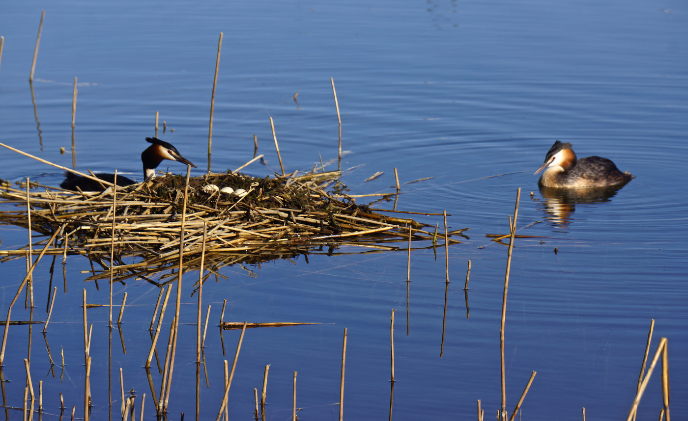 Чомги у своего гнезда