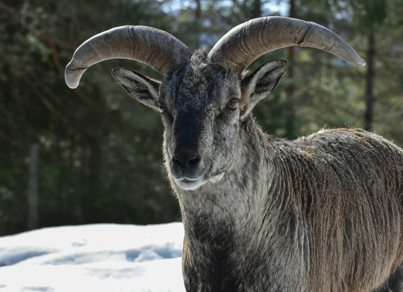 Алтайский горный баран