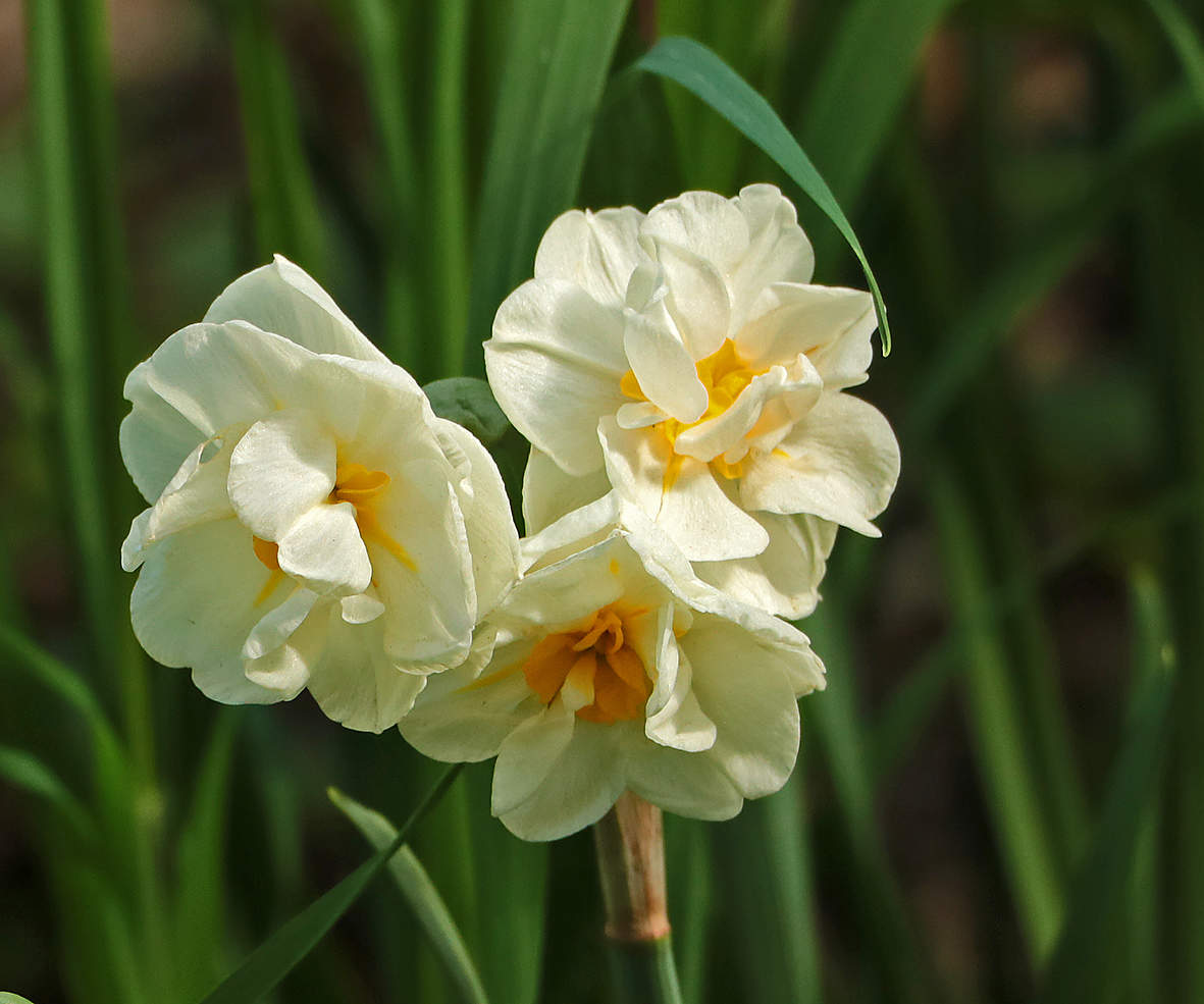 Майское трио