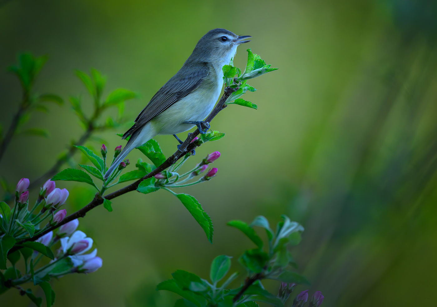 Warbling Vireo