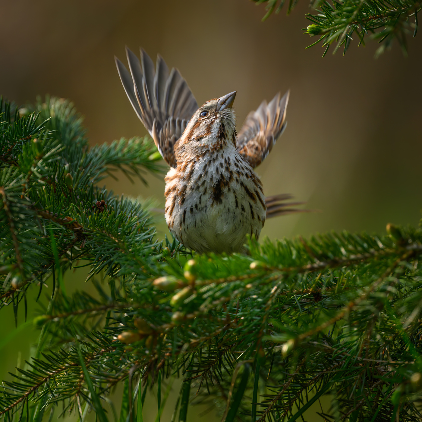 Song sparrow