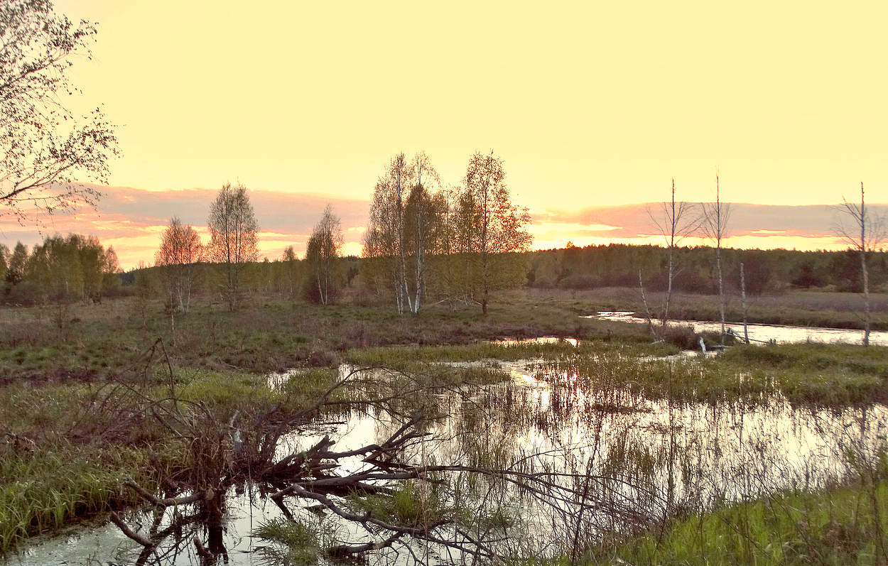 Весенним вечером на разливе