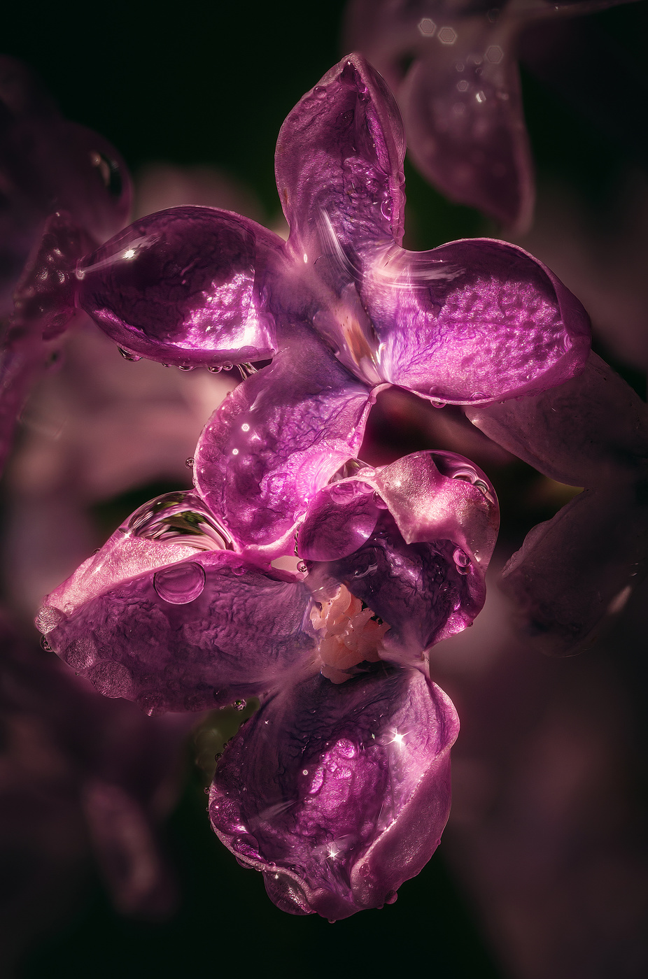 Сирень благоухает ароматом...