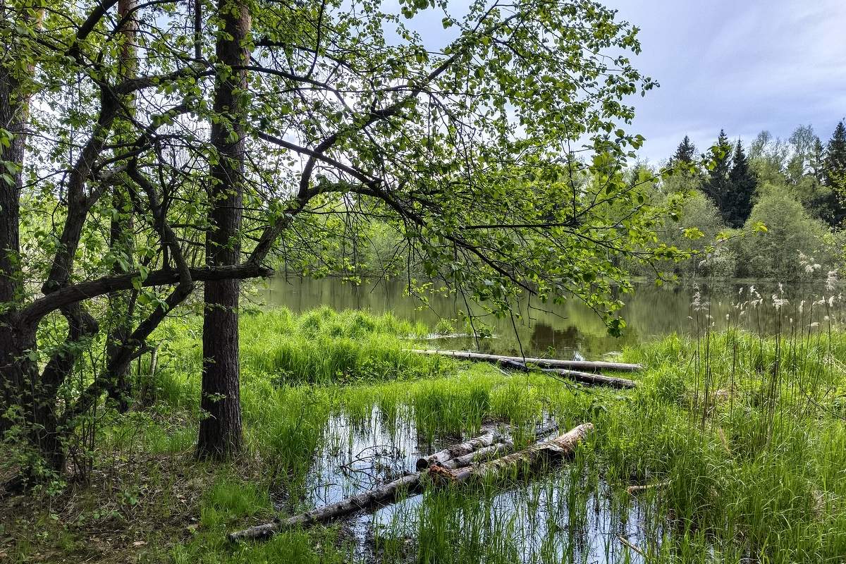 Прудик весной.