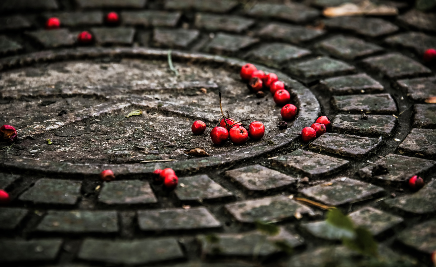 Ягоды рябины.