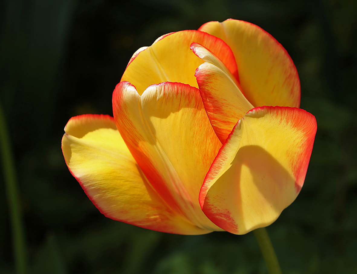 Солнечный красавец