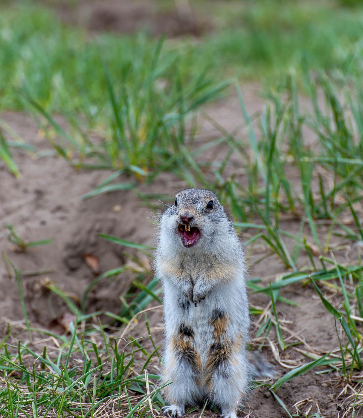 Шухер фотограф!!!