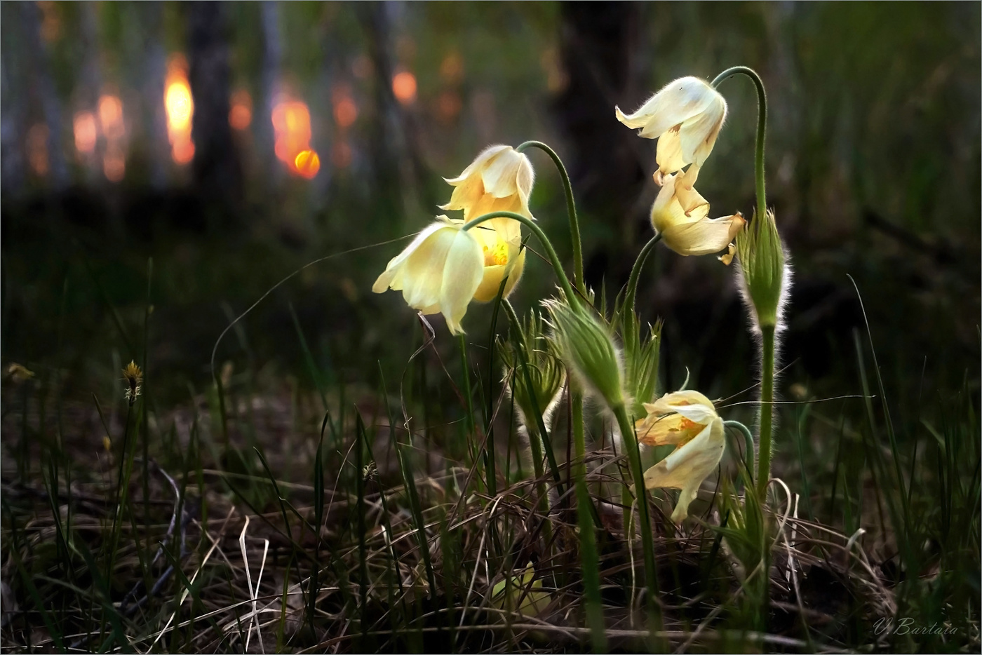Вечером в лесу весеннем