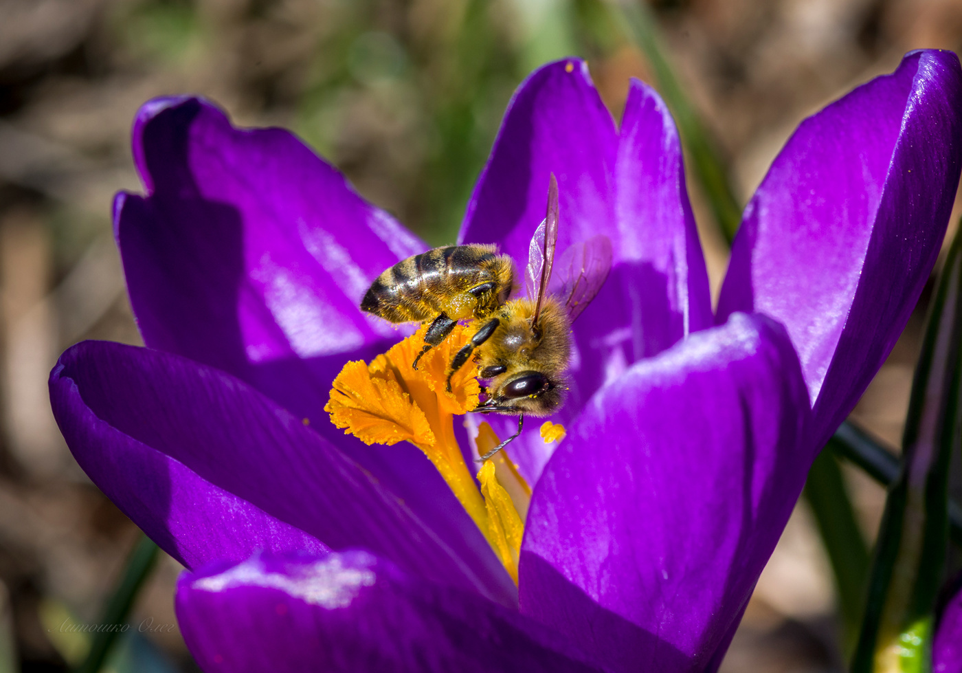 Пчела медоносная.